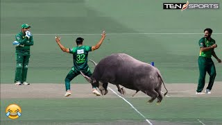 Top 10 Funny Animal Attacks in Cricket History Of All Times