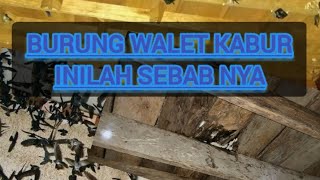 penyebab burung walet kabur pada suatu rbw