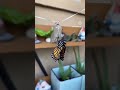 life cycle of a monarch butterfly 🦋