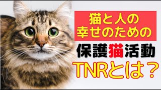 【街猫と暮らす】人と猫が、街で共存する素晴らしい方法を説明します！