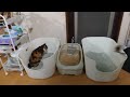 子猫成長日記597　これは保護猫のドキュメンタリー動画です 笑 　新しいおもちゃは物凄い威力だな 笑 　狂ってる 笑