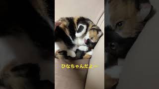 ひなちゃんだよー #2023 #ゴン太 #でぶねこ #くしゃみ #ちゅーる #今年もよろしくお願いします #怒ってる #かわいい猫 #ももちゃん #猫動画 #ねこ #ひなちゃん #猫