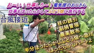 ルートラップ半分ほったらかしシャインマスカット２電気屋のおじさん、仕事もほったらかして畑に急行！農薬と副梢管理と誘引をバタバタ解説