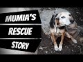 From chain to freedom - This is story of Mumia, rescued by Takis Shelter. Adopted to Finland.