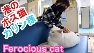 港のボス猫カリン様‼️懲りない少年がまたしっぽを触りに来た Ferocious cat