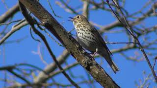 Певчий дрозд. Голос певчего дрозда ( Turdus philomelos )