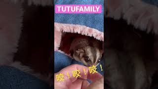 Mimi 囗痕：我咬！咬！咬！【蜜袋鼯的生活日常】【 Sugar Glider 】【フクロモモンガ】【ชูการ์ไกลเดอร์ครับ】【 슈가글라이더 】   @肚肚家族生活日常