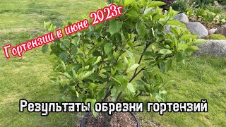 Результат обрезки гортензий / обзор по сортам / гортензии в июне 2023г