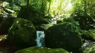 心をリラックスさせる山の川の水の音、快適で平和な鳥の声、穏やかで集中力、勉強、瞑想、ASMR