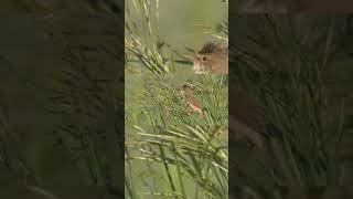 the sound of the marsh warbler