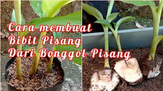 Cara semai Bonggol pisang di Polibag