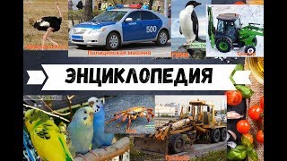 Детская энциклопедия часть 1 Транспорт, Птицы, Морские обитатели, Карточки ДОМАНА