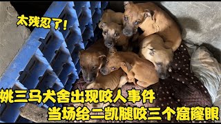 姚三馬犬舍出現咬人事件，當場給二凱腿咬三個窟窿眼，太殘忍了！