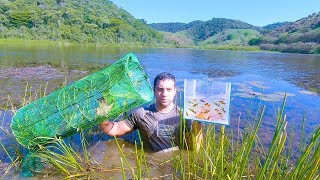 Amazing Traps To Catch Many Ornamental Fish - We Put It On A Wild Lake In Brazil