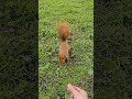 the orange squirrel 