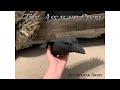 The Assault Crow By Ureaduck Decoys