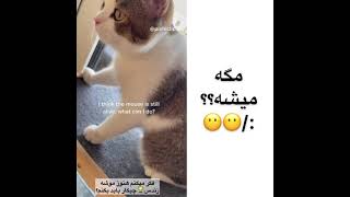 گربش موش خورده ولی تو شکمش هنوز زندس😂😂🥺#پیشی #گربه