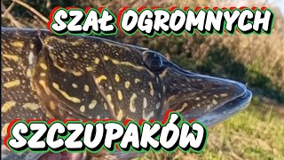 Duże Szczupaki jak Modelki . EUFORIA i Temperatura przekracza milion. Łowię jednego za drugim .