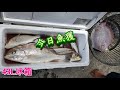 釣魚 21 差點爆桶 43l ，拉爽爽，破自己紀錄魚 讚 ，打魚鱗機再次出動. 釣魚 石鱸 牛尾 筏釣 fishing