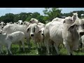 powerful brahman cows