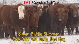 Super Baldie | Red Angus x Simmental | Bulls For Sale in Saskatchewan in 2016