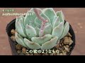 【多肉植物】この症状をみかけたら要注意！アレがいるかも