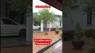 #ฝนตก #อุบลราชธานี #คนอีสาน #ชีวิตเมียฝรั่ง #wasissanchannel #thailand #youtubeshorts #สะใภ้ออสชี่