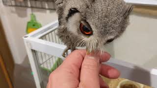 アフリカオオコノハズクの雛兄弟がお出迎え_Owl babys will welcome you.