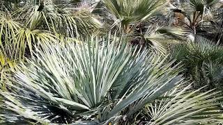 BestpalmTV. Chamaerops humilis cerifera -10C