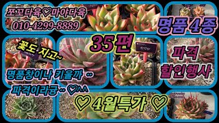 #쪼꼬다육 #35편#4월특가#명품4종파격할인#succulent #多肉植物 #다육식물