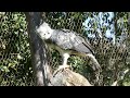 harpy eagle la zoo reopening today los angeles california usa january 16 2025