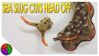 Truth Behind Why This Slug Cut Its Head Off