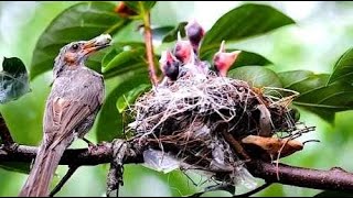 鸟妈妈太难了，为了养活这窝幼鸟，你看它有多不容易