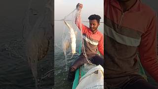 జెల్ల చెప || 🐬🐬 || #fishingvideo #bigfish #indianfishing