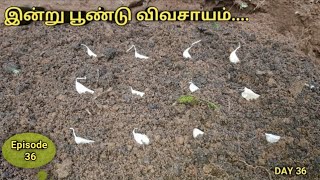 Episode:36 | பூண்டு விவசாயம் | பூண்டு சாகுபடி  | GARLIC CULTIVATION | மலை பூண்டு விவசாயம் சாகுபடி