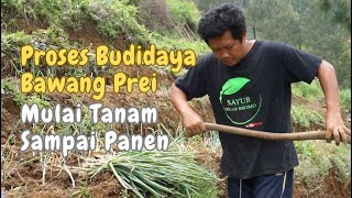 Budidaya Bawang Daun Prei di Musim Hujan, Mulai Tanam Sampai Panen