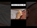 사람을 물어뜯는 맹수의 위험성