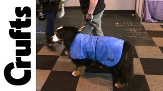 New dog cooling coat at Crufts 2012