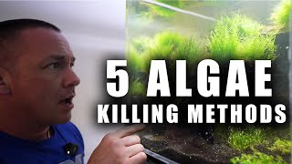 5 Ways to get rid of ALGAE in your fish tank - EASY aquarium algae cleaning items - The king of DIY