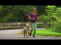 canine health minute running with your dog