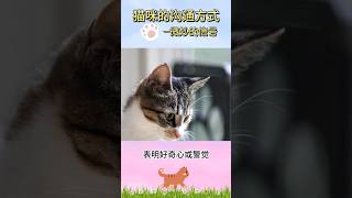 猫咪的沟通方式-微妙的信号 #猫语言 #猫行动