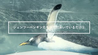 ジェンツーペンギンたちがただ泳いでいるだけ⑤