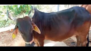 ଦେଶୀ ଗାଈ //desi cow#best #shorts #odisha