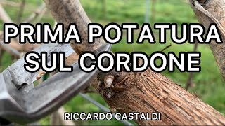 Vite. Prima potatura sul cordone