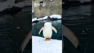 【旭山動物園】雪を見上げるジェンツーペンギン❄️🐧[Asahiyama Zoo] A Gentoo penguin looks up at the falling snow. #Shorts