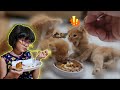 Kucing Hanum 😭 Kisah Sedih 3 Anak Kucing Kakinya ada yang TIDAK NORMAL - Pertama Kali Makan WetFood