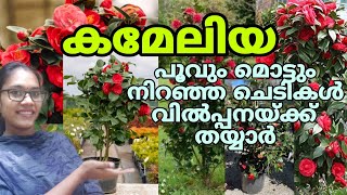 🌺💮🤩കമേലിയ പൂവും മൊട്ടും നിറഞ്ഞ ചെടികൾ വിൽപ്പനയ്ക്ക് റെഡി#gardening #reels