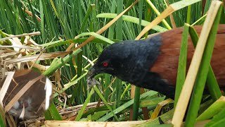 Baby Pheasant coucal A new member has just hatched [ Review Bird Nest ]