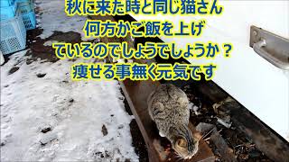 小樽冬の熊碓海岸　猫さんに逢いに