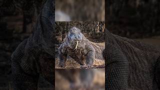 20 அடி பல்லி 😲😲 | Megalania | Largest Lizard #extinctanimals / #animals / #lizard